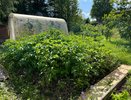 Картофель в июле: окучивание, подкормка и полив до цветения