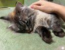 Кошка счастлива рядом с вами: 7 признаков, которые вы могли не замечать