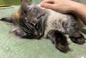 Кошка счастлива рядом с вами: 7 признаков, которые вы могли не замечать