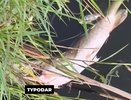 Власти выясняют причины массовой гибели рыбы в поселке под Краснодаром
