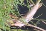 Власти выясняют причины массовой гибели рыбы в поселке под Краснодаром