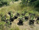 Почти 300 граммов марихуаны и 42 куста конопли изъяли в Новороссийске за время операции «Мак»