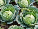 Я чуть не потеряла весь урожай из‑за белокрылки. Вот как я от неё избавилась — пошагово