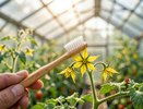 15 плодов на кусте — реальность. Простая хитрость с борной кислотой и зубной щеткой