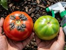 Я уже хотела вырвать все кусты. А оказалось, проблема решается за три дня