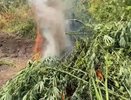 Операция «Мак-2026»: в Новопокровском районе вырвали с корнем 2200 кустов запрещённых растений