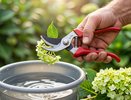 Почему гортензии не приживаются: ошибка, которую вы совершаете