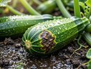 Почему гниют кабачки: 5 главных причин