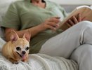 Собака лижет пальцы ног: когда это мило, а когда пора к врачу