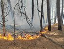 Пожарные локализовали лесной пожар у сухогруза RIO под Геленджиком