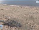 Берег Азовского моря усыпан мёртвой рыбой: осетры, камбала и креветки гибнут сотнями
