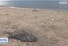 Берег Азовского моря усыпан мёртвой рыбой: осетры, камбала и креветки гибнут сотнями