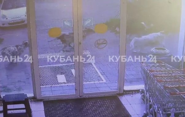В Геленджике бездомные собаки напали на девятилетнего мальчика у магазина