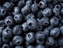 Урожай голубики в Сочи вырос на 50%: как развивается агротуризм на курорте
