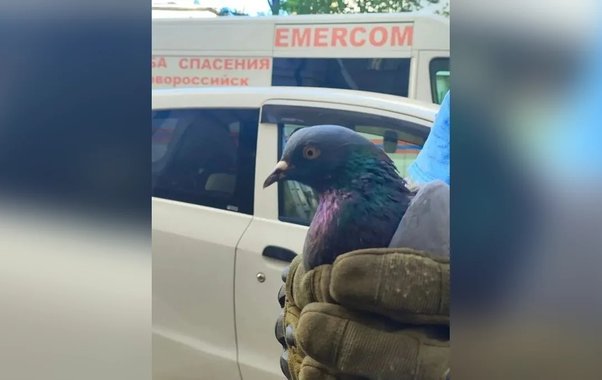 Детский сад и спасатели: в Новороссийске голубя вытаскивали из вентиляционной шахты