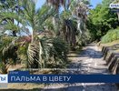 Бутия душистая зацвела в Сочинском нацпарке: сладкий аромат и родственники-орхидеи