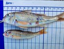 Учёные подсчитали, сколько рыбы осталось в Чёрном море у берегов Кубани и Крыма