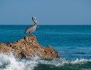 В Суджукской лагуне нашли водоросль, которую считали исчезнувшей