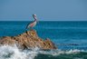 В Суджукской лагуне нашли водоросль, которую считали исчезнувшей