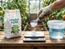Сладкие томаты в июле: как вернуть вкус, если он потерялся