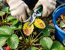 Клубника после сбора урожая: 5 важных шагов для богатого урожая в следующем году