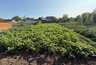 Почему опытные огородники сажают картофель в июле, а не в мае