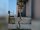 Спасатели выселили змею, захватившую крыльцо дома в станице под Новороссийском