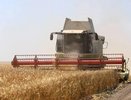 Кубанские аграрии собрали уже 1,6 млн тонн зерна при урожайности выше прошлогодней