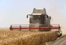 Кубанские аграрии собрали уже 1,6 млн тонн зерна при урожайности выше прошлогодней