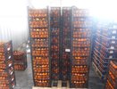 Почти 140 тонн кипрских мандаринов не попали в Россию — товар уничтожили в Новороссийске
