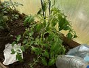 Фитофтора в 2026-м ударит раньше и жестче: 5 способов, которые спасут урожай на 100%