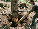 Соседи выкорчёвывают пни неделями, а я за 5 минут: способ, о котором молчат — никакой техники и химии