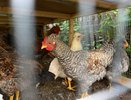 Кого из дачников обяжут зарегистрировать кур до 1 сентября, а кому дали отсрочку до 2029 года