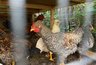 Кого из дачников обяжут зарегистрировать кур до 1 сентября, а кому дали отсрочку до 2029 года