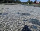 Массовая гибель рыбы в Волковском ручье в Рыбинске: власти Ярославской области начали проверку и взяли пробы воды