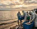 4 тонны мертвой рыбы вывезли с озера Круглое в Тюмени: 3,5 км берега очистили, но причина гибели так и неизвестна
