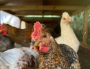 Куриный обман на 1,7 млн: ейский бизнесмен купил несуществующих цыплят-бройлеров