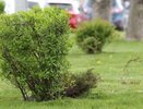Картель озеленителей на 200 млн рублей раскрыла ФАС в Краснодаре