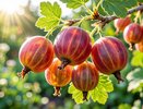 Не откладывайте на сентябрь: как ухаживать за крыжовником в августе, чтобы не остаться без урожая