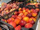 Сезон арбузов и персиков: 15 августа в Краснодаре заработают четыре ярмарки