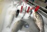 Чем заменят форель и лосося в российских магазинах: отечественные виды и прогнозы по ценам