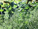 Опасный сорняк в Анапе: 23,5 га уже очищены, виновным выписали штрафы