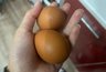 От муравьёв в августе — обязательно: варю 2 яйца — эта «вкусняшка» косит их сотнями