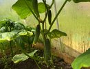 Как продлить плодоношение огурцов до самых заморозков: секреты опытных дачников