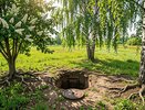 Это дерево "выпьет" воду из ямы быстрее насоса: просто посадите рядом