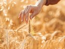 Кубанское зерно бьёт рекорды: экспорт пшеницы через порты края вырос в полтора раза