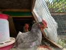 Средство от мышей в курятнике: простая приправа из кухонного шкафа