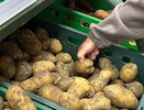 Картошка лежит как новая до весны: старый метод с травой, который удивляет