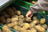 Картошка лежит как новая до весны: старый метод с травой, который удивляет