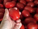 Спасательный круг для помидоров — одна дешёвая пилюля из аптечки